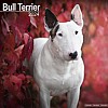 English Bull Terrier Calendar